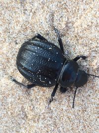 High angle view of black insect