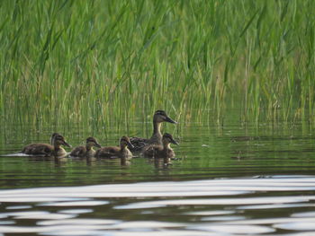 Ducks swimming in lake