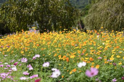 Close-up of fresh yellow flowers in field