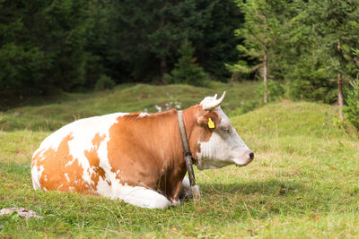 Horse standing in a field