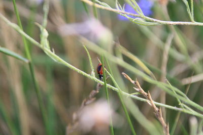 Close-up of insect on plant