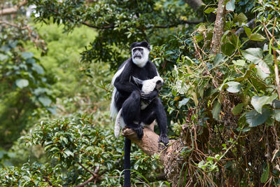 Black and white colobus with a baby