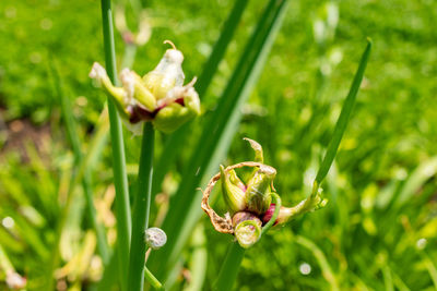 plant