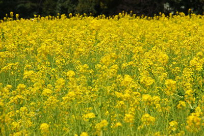 Scenic view of oilseed rape field