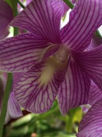 Close-up of pink flower