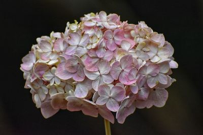 Close-up of pink hydrangea flowers against black background