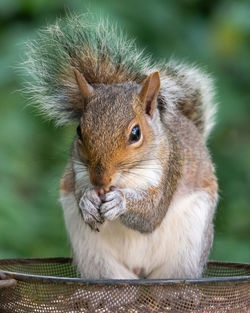 Grey squirrel eating sunflower seeds