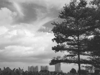 Low angle view of trees against sky