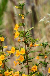 Close-up of yellow flowering plant