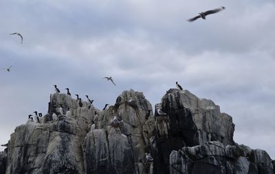 Low angle view of birds flying against sky