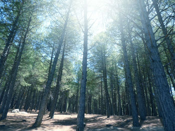 Pine trees in forest