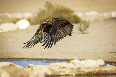 Close-up of bird