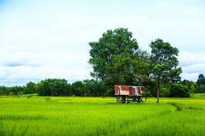 Barn on field against sky