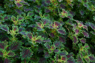 plant
