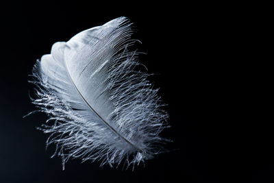 Close-up of feather against black background