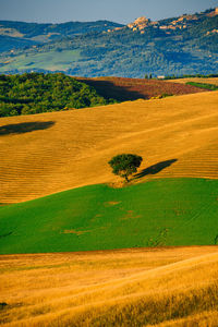 Scenic view of agricultural field against sky