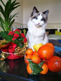 View of cat by flower pot