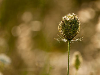 Close-up of wilted plant