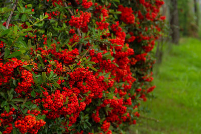 Close-up of red flowering plants