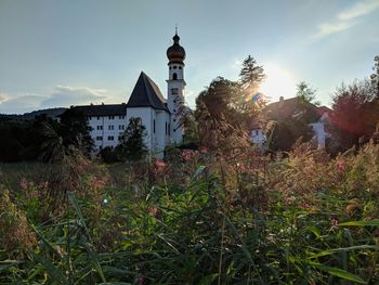 Plants growing by building against sky