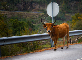 Horse standing by road against trees