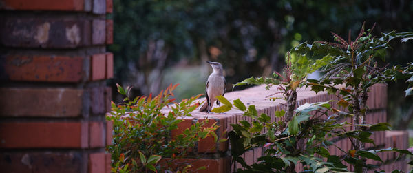 Close-up of bird perching on plant