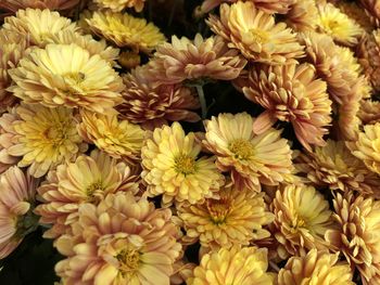 High angle view of yellow flowering plant