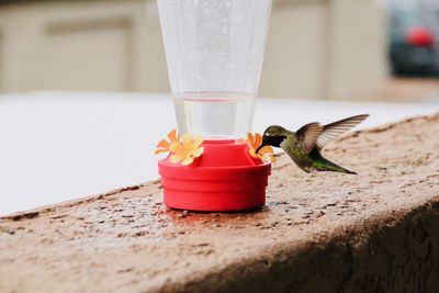 Close-up of crab on table