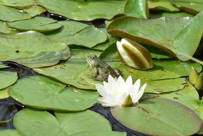 Lotus water lily in lake