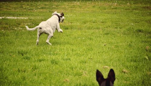 Dog on grassy field