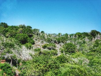 Low angle view of trees against clear blue sky