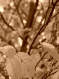 Close-up of leaves against blurred background