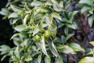 Close-up of fruit growing on plant