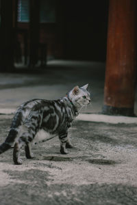 Side view of a cat walking on footpath