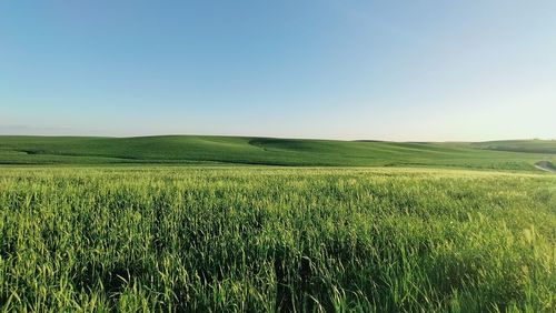 Scenic view of agricultural field against clear sky