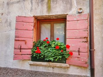 Potted plant against window of building