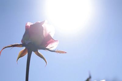 Low angle view of flowers against sky