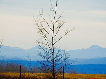 Bare tree on field against sky