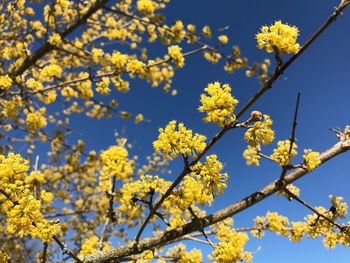 Low angle view of yellow flowering plant against clear sky