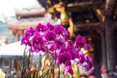 Close-up of pink flowering plant against building