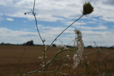 Close-up of lizard on plant against sky