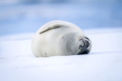 Crabeater seal sleeps on side on iceberg