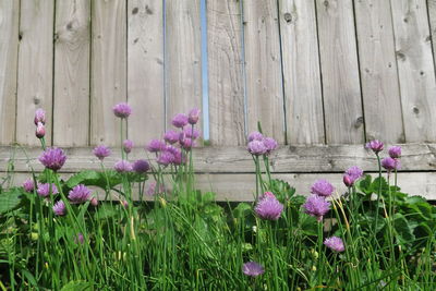 Close-up of pink flowering plants against wooden fence