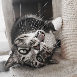 Close-up portrait of tabby cat