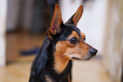 Close-up of dog looking away