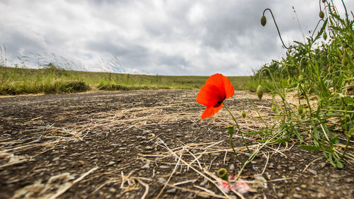 Close-up of poppy field against sky