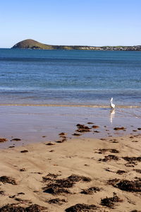 View of seagulls on beach
