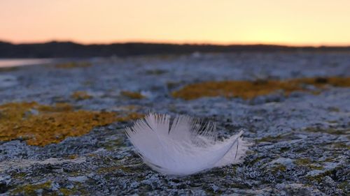 Close-up of feather on beach