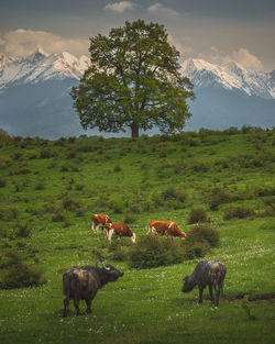 Horses grazing on field