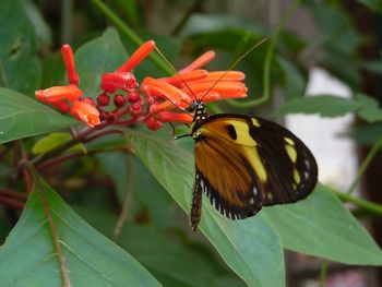 Close-up of butterfly on leaf